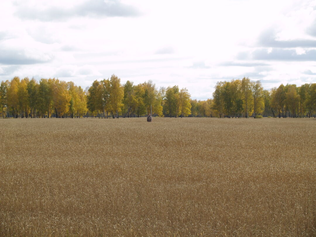 Погода село ситниково нижнеомский