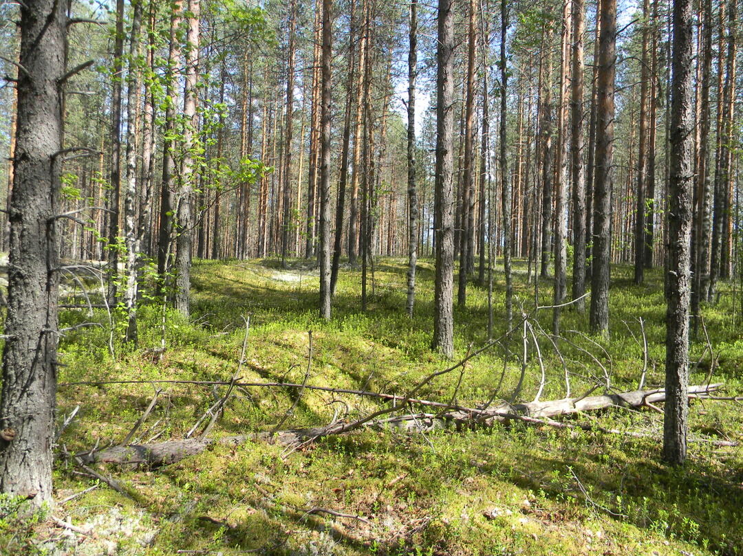 2-й Шешкинский могильник