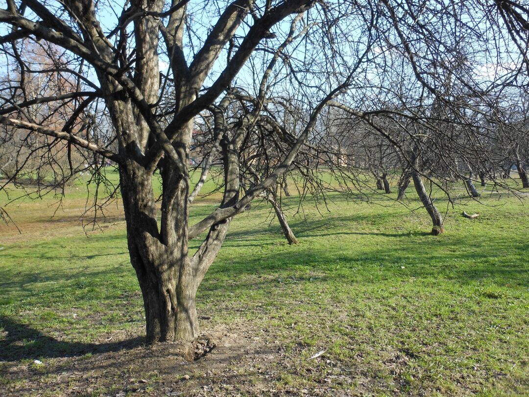 Парк куракина дача фото санкт петербург