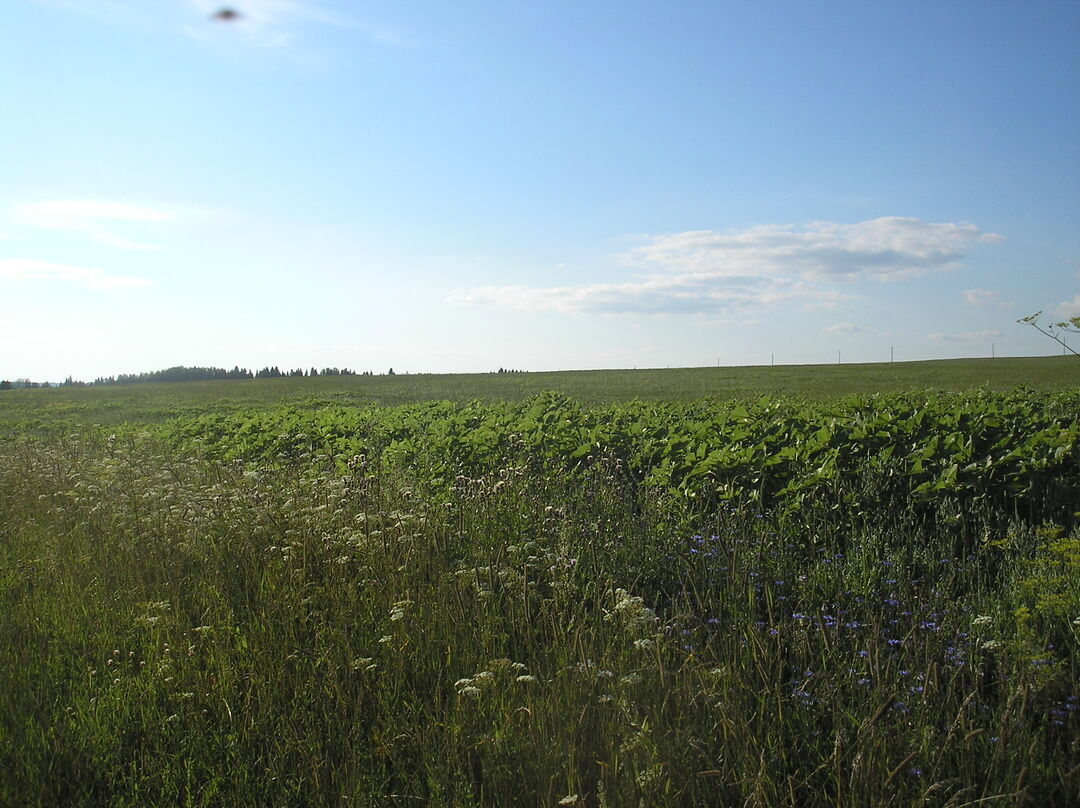 Село сепыч пермский край