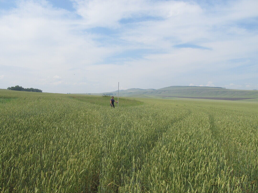 Село кома. Аешка Новоселовский район. Красноярский край Новосëловский район деревня Курганы. Деревня Курганы Новоселовский район. Аешка Красноярский край