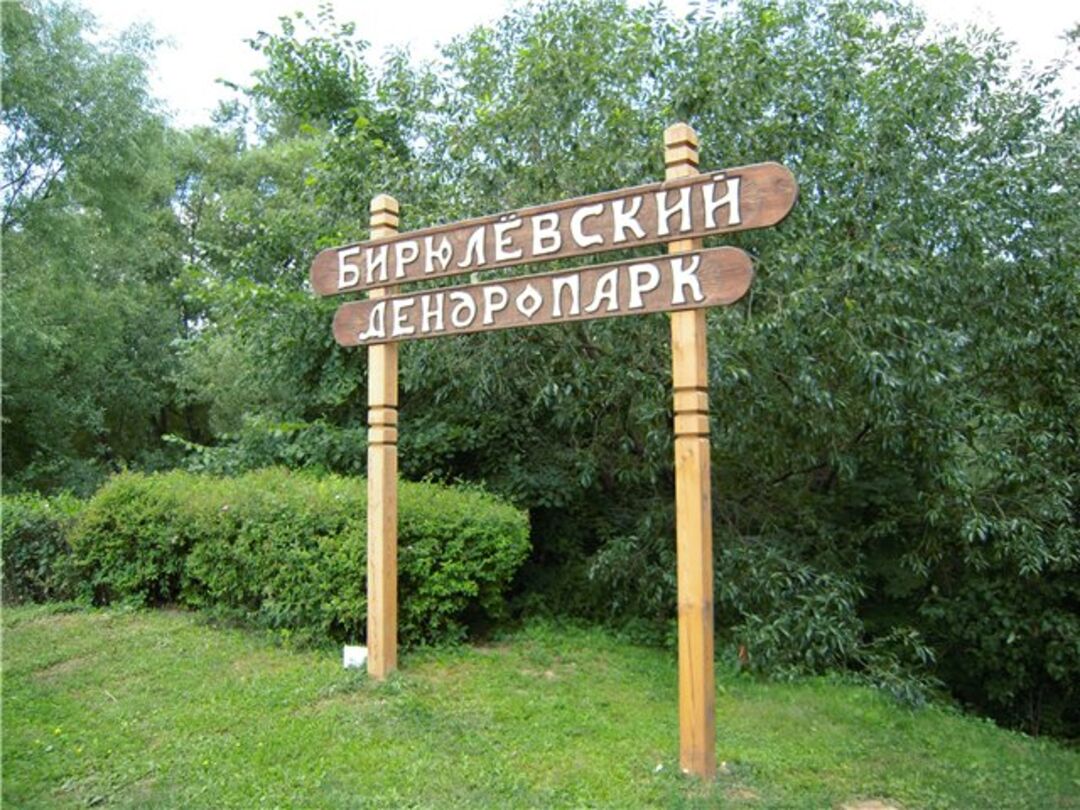 Бирюлевский дендропарк сакура фото