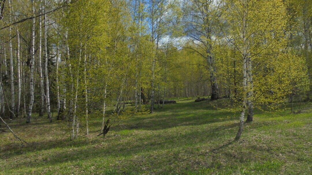 Восточная роща омск фото