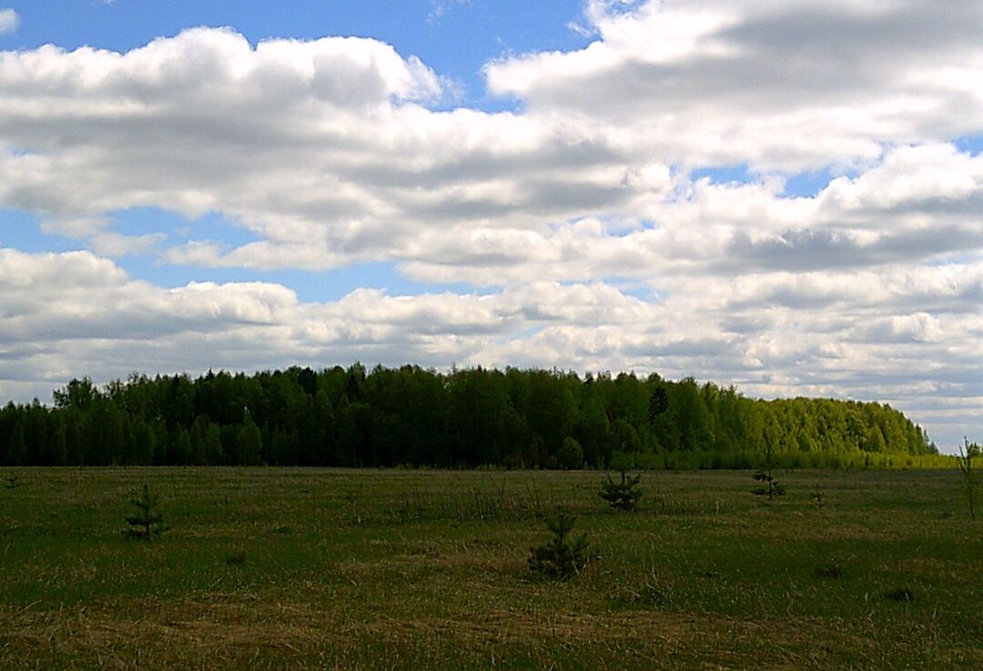 Поляны округ. Священные Рощи Марий Эл. Марийские Рощи Нижегородская область. Белая роща Марий Эл. Священная роща Нижегородская область.