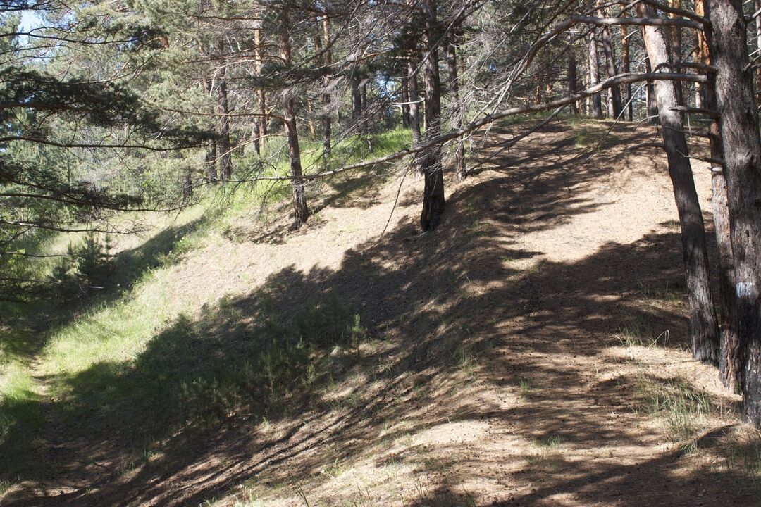 Сосновый бор, Красноярский край, Шушенский район, в границах лесных кварталов 24, 31 и 32 национального парка Шуш