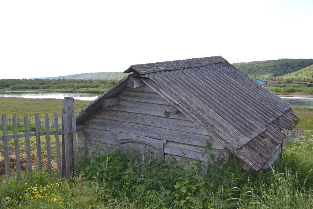 Фото верхняя золотица