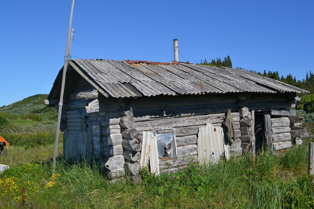 Фото верхняя золотица