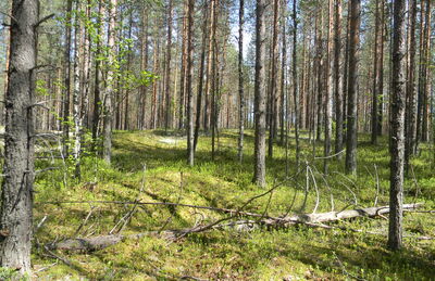 2-й Шешкинский могильник