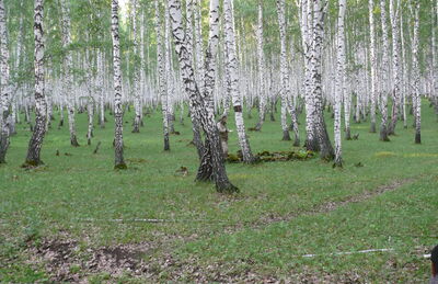 Кадыровский курганно-грунтовый могильник