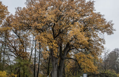 Многолетний (400-летний) дуб